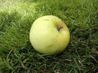 Malus communis - POMMIER 'Astrakan Blanc' - Arbre fruitier