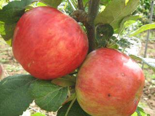 Malus communis - POMMIER 'Astrakan Rouge' - Arbre fruitier