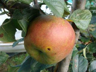 Malus communis - POMMIER 'Bénédictin' - Arbre fruitier