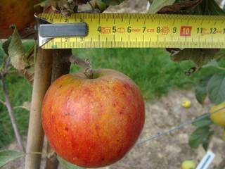 Malus communis - POMMIER 'Cox Orange' - Arbre fruitier