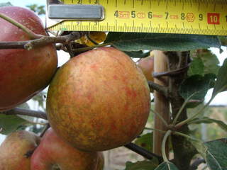 Malus communis - POMMIER 'Drap d'or' - Arbre fruitier