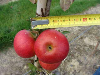 Malus communis - POMMIER 'Elstar' - Arbre fruitier