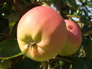 Malus communis - POMMIER 'Fuji' - Arbre fruitier