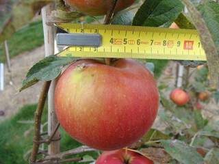 Malus communis - POMMIER 'Idared' - Arbre fruitier