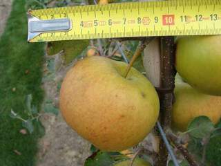 Malus communis - POMMIER 'Jonagold' - Arbre fruitier