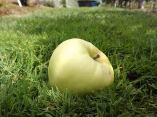 Malus communis - POMMIER 'Pigeonnet d'été' - Arbre fruitier