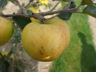 Malus communis - POMMIER 'Reinette Blanche du Canada' - Arbre fruitier