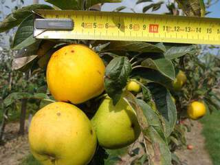 Malus communis - POMMIER 'Reinette Clochard' - Arbre fruitier