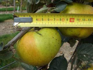 Malus communis - POMMIER 'Reinette du Mans' - Arbre fruitier