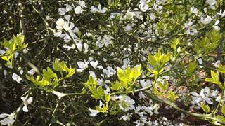 Citronnier épineux - PONCIRUS trifoliata - Arbuste