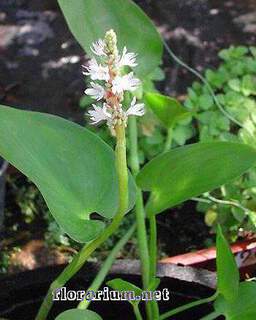 Pontederia cordata Alba