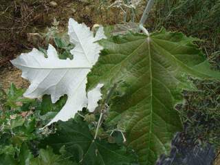 Peuplier blanc - POPULUS alba 'Rackett' - Arbre