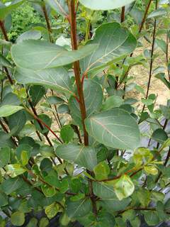 POPULUS simonei 'Fastigiata' AT