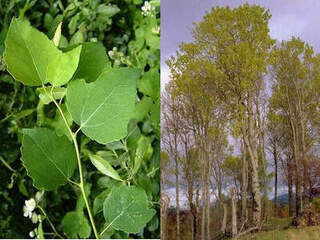 Peuplier tremble - POPULUS tremula - Arbre