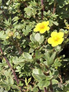 Potentille - POTENTILLA fruticosa 'Silver'n gold' - Arbuste