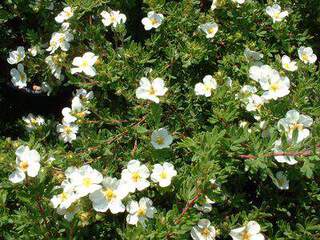 Potentille blanche - POTENTILLE fruticosa 'Abbotswood' - Arbuste