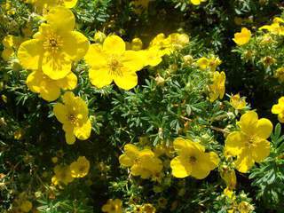 Potentille jaune - POTENTILLE fruticosa 'Goldfinger' - Arbuste