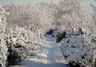 Préparer le jardin à l'hiver