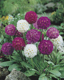 Primula denticulata