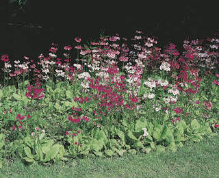 Primula japonica