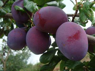 Prunus domestica - PRUNIER 'President' - Arbre fruitier