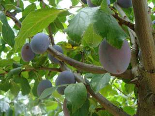 Prunus domestica - PRUNIER 'Quetsche d'Alsace' - Arbre fruitier