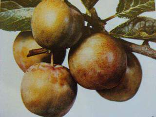 Prunus domestica - PRUNIER 'Reine Claude dorée' - Arbre fruitier