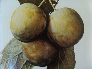 Prunus domestica - PRUNIER 'Reine Claude d'Oullins' - Arbre fruitier