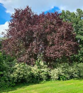 Prunus cerasifera Nigra