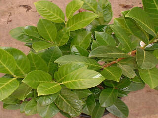 Laurier cerise - PRUNUS laurocerasus 'Rotundifolia' - Arbuste
