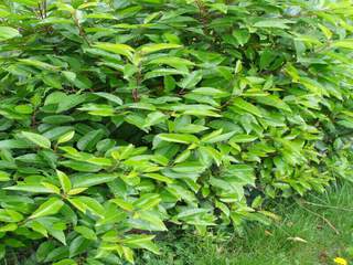 Laurier du Portugal - PRUNUS lusitanica - Arbuste