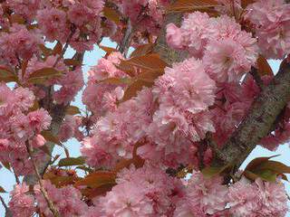 Cerisier à fleur - PRUNUS serrulata 'Kanzan' - Petit arbre