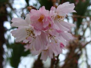 Cerisier à fleur - PRUNUS subhirtella  'Accolade' - Petit arbre