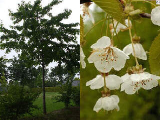 prunus avium c