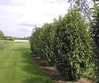 Laurier cerise - PRUNUS laurocerasus 'Genolia' - Arbuste