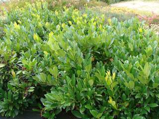 Laurier cerise - PRUNUS laurocerasus 'Caucasica nana' - Arbuste