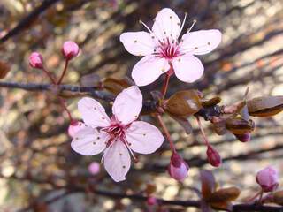 Prunus cerasifera 'Nigra'