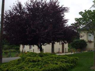 Cerisier à fleurs pourpre, Prunus pissardii - PRUNUS cerasifera nigra - Petit arbre