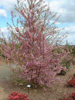 PRUNUS fukubana