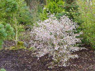 Cerisier fleur nain - PRUNUS incisa 'Kojo no Mai' - Arbuste