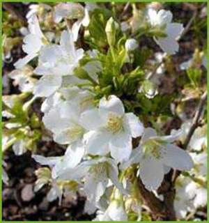 Prunus incisa Kojo No Maî