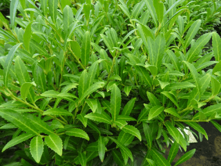 Laurier cerise/ laurier palme - PRUNUS laurocerasus 'Sofia®' - Arbuste