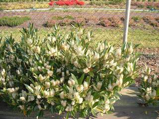 Laurier cerise - PRUNUS laurocerasus 'Otto luykens'-lot de 15 plants- - Arbuste