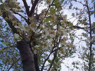 porte greffe Prunier - PRUNUS myrobolan - Arbre