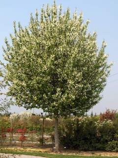 prunus padus 2