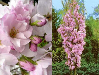 Cerisier à fleur - PRUNUS serrulata 'Amanogawa' - Petit arbre