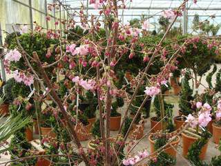 PRUNUS subhirtella 'Accolade'