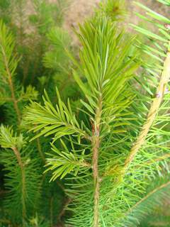 PSEUDOTSUGA menziesii 'Douglasis' AT