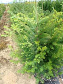 Sapin de Douglas - PSEUDOTSUGA menziessi 'Douglasis' - Conifère