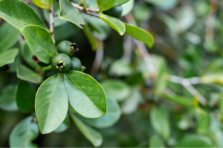 Goyavier de Chine - PSIDIUM cattleyanum - Arbuste